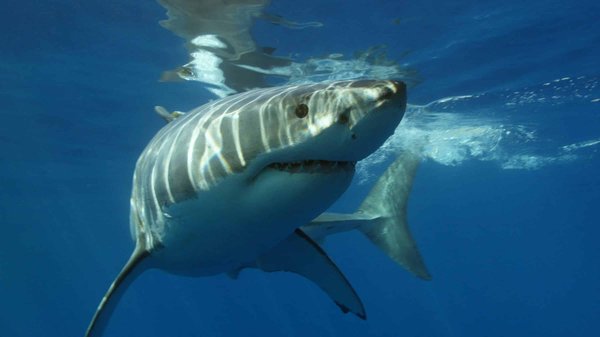 Quels conseils pour une plongée avec les requins blancs à Gansbaai, Afrique du Sud?